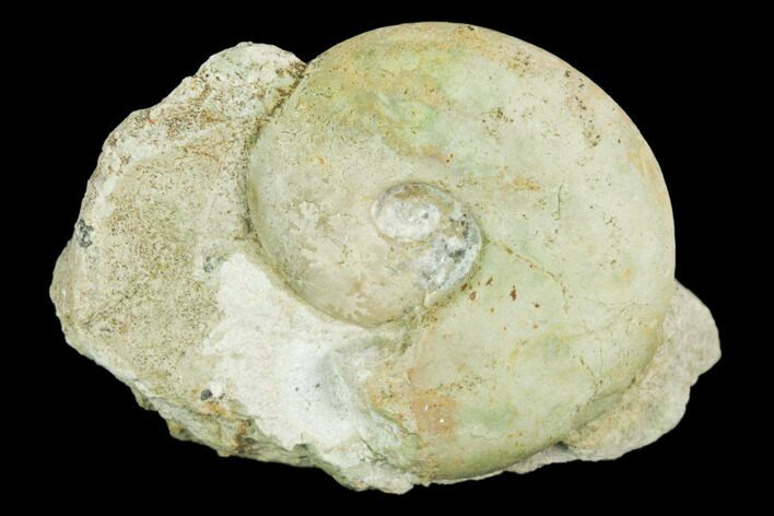 Ammonite (Glochiceras) Fossil on Rock - Germany #125881